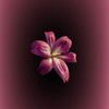 rihab__aliaa