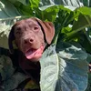marlowthechoccylab