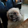 iamdxan