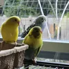 birdlover20260