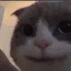 hoanh.tiramisu