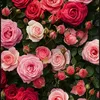 sweetybunny76