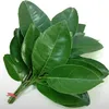 caphedep