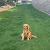 aneeese