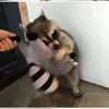 6mapache