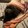 mypuppies45