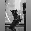 pets____paradise
