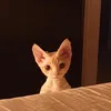 lernnnik