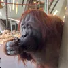 alisamy3