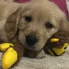 goldinho_simba0