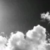 hohnnbty