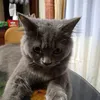 Clyde