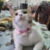 maeamora