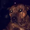 squealiii