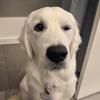 roxythewhiteretriever