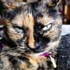 unique_torti_cat