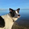 totojims_
