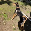 sasyjackson