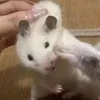 ttrangng