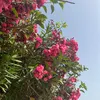 enrika.12