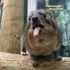 merbear129