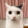 ratio_or_no_ratio