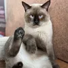 mmayanggg_