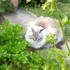 siberiancatmemo