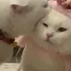 whuuut_____