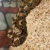 localsnakeman