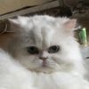 charliethecat123