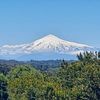 paulii_22p