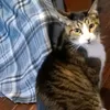 littlenickycat13
