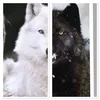 darkwolfxoxo