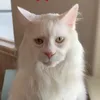 imcluelessss