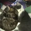 felinefostermama