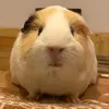 We Picky Pigs🧸