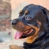 patriy_drako_rottie