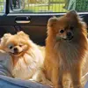 pomeraniandogs02