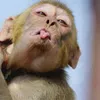 preethigasithu