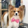 hera_papillondog