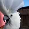 picklesthecockatoo