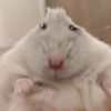 hamsterfroyo