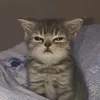 myahyah_