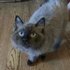 clareandkittens