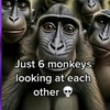 monkey24_nay