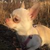 paristhechihuahuaa