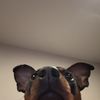 joshrea1