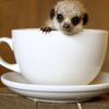 meermeerameerkat