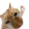 shrimporice